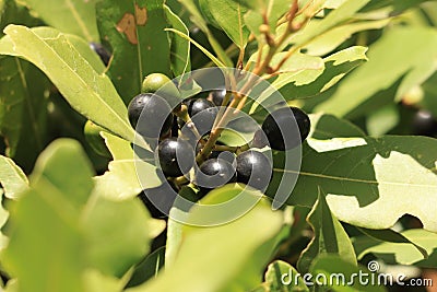 Green and fresh no dry bay leaf on tree Laurus nobilis in nature outdoors. Branch of bay tree with many bay leaves not Stock Photo