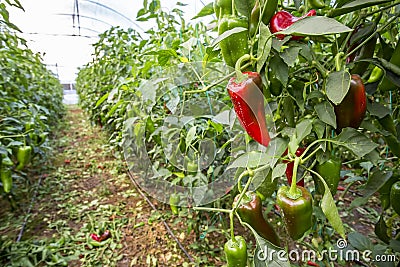Pepper field agriculture greenhouse in nature. Stock Photo