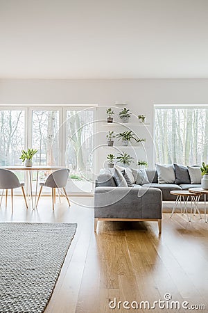 Green fresh plants in pots placed on shelves in white living room interior with grey corner couch with pillows and bright carpet o Stock Photo