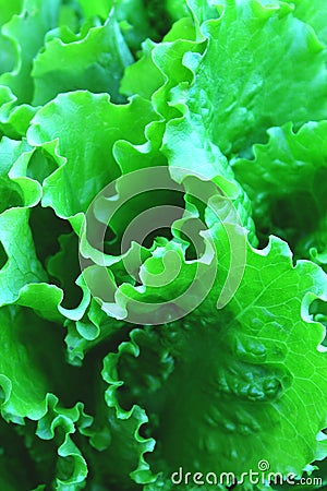 Green fresh salads vegetable leaf. Health food background Stock Photo