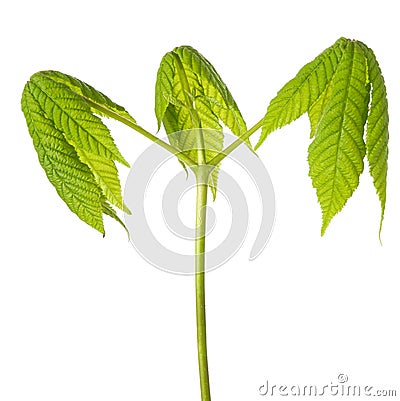 Green fresh spring chestnut tree leaves on vertical stem isolated on white background Stock Photo