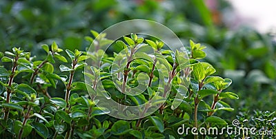 Green fresh sweet marjoram spicy herb sprouts Stock Photo
