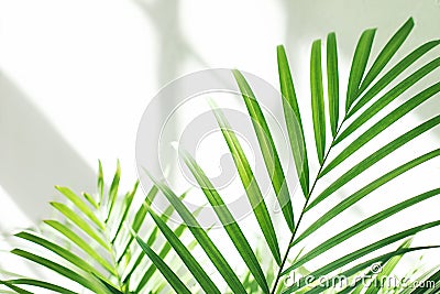 Green fresh tropical houseplant palm leaves with window shadows on white wall background Stock Photo