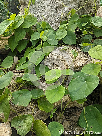 Green freshness amidst the rocky landscape Stock Photo