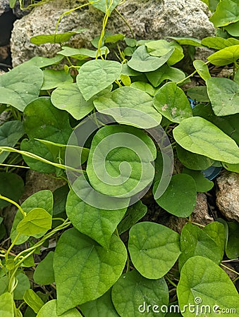 Green freshness on natural rocks Stock Photo