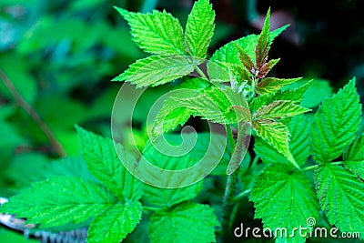 Green freshness raspberry leaves in spring season Stock Photo