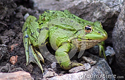 Green frog Stock Photo