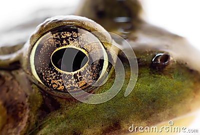 Green frog Stock Photo