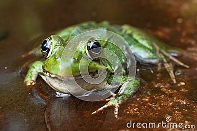 Green Frog Stock Photo