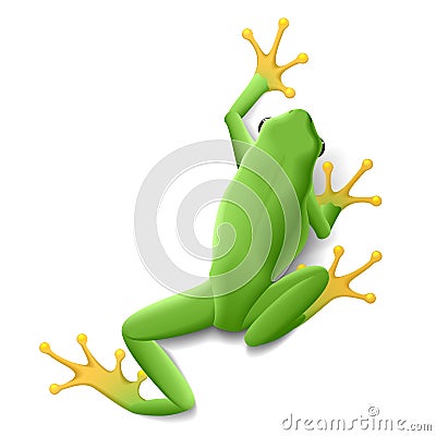 Green frog Vector Illustration