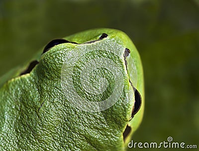 Green frog Stock Photo