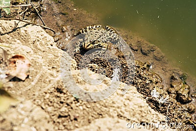 Green frog at durty lake Stock Photo