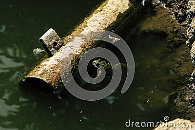 Green frog at durty lake Stock Photo