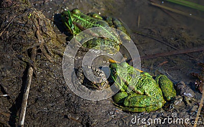 Green frog family Stock Photo