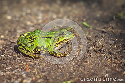 Green Frog - forest trail Stock Photo
