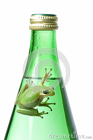Green Frog on Green Bottle Stock Photo