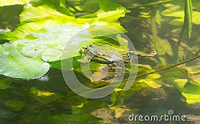 Green frog Stock Photo