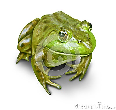 Green Frog isolated Stock Photo