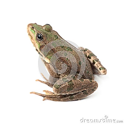 Green frog isolated Stock Photo