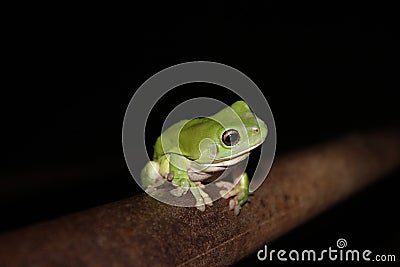 Green frog Stock Photo