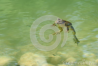 Green frog foating in a pond Stock Photo