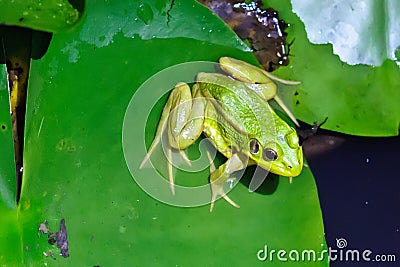 A green frog Stock Photo
