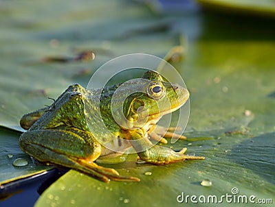 Green frog Stock Photo