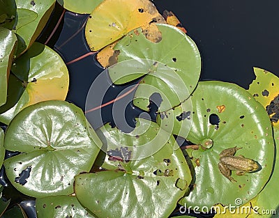 Green frog on lillipad Stock Photo