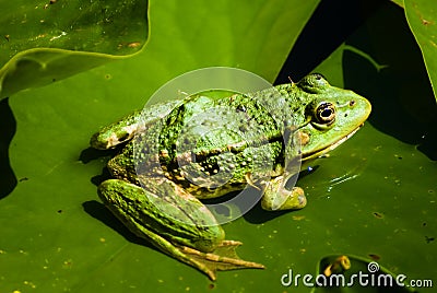 Green frog on lily Stock Photo