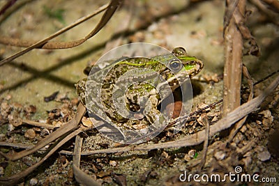 Green Frog Stock Photo