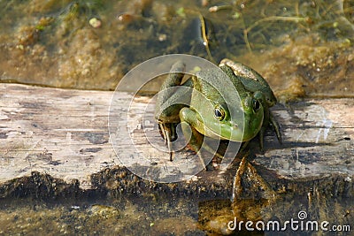 Green Frog on a log Stock Photo