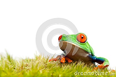 Green frog on moss isolated Stock Photo