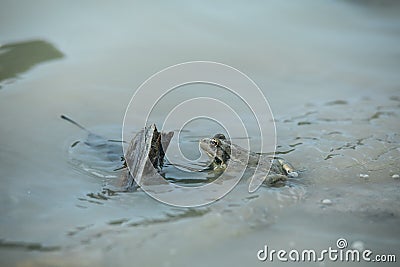 Green frog in pond with cheeks blown Stock Photo