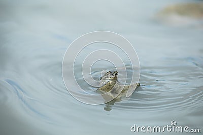 Green frog in pond with cheeks blown Stock Photo