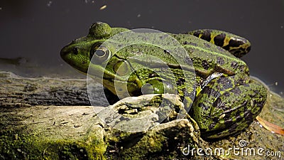 Green frog Stock Photo