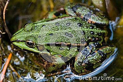 Green frog Stock Photo