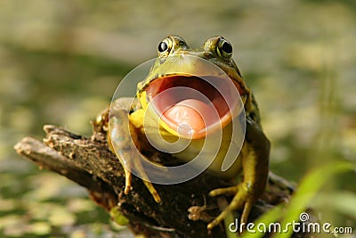 Green Frog (Rana clamitans) with Mouth Open Stock Photo