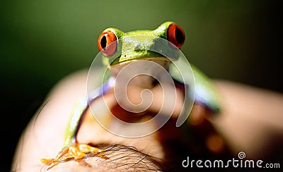 Green frog red eyes Stock Photo