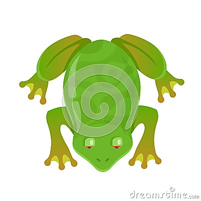 Green frog with red eyes on a white background Vector Illustration