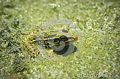 Green Frog Stock Photo