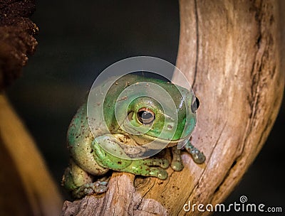 Green Frog Editorial Stock Photo