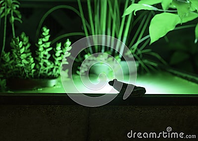 Green Frog silhouetted beside a garden pool Editorial Stock Photo