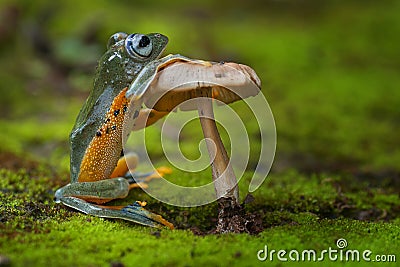 Green frog standing and holding a mushroom Stock Photo