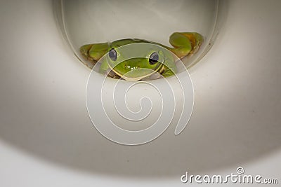 Green frog in the toilet Stock Photo