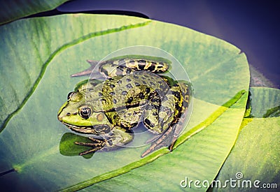 Green frog on leaf in pond Stock Photo