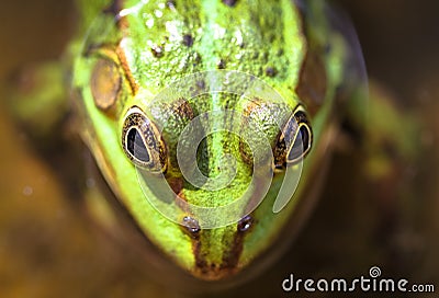 Green frog water frog on a water pond closeup. Stock Photo