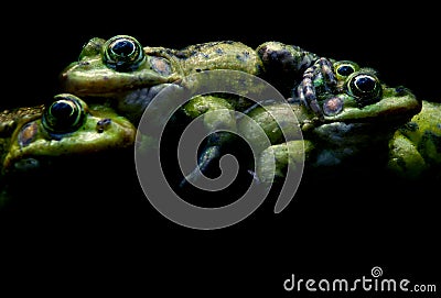 Green frogs on black Stock Photo