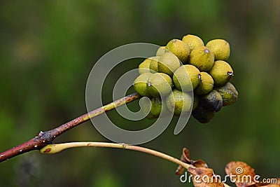 Fruit cluster of Amur Cork Tree, latin name Phellodendron amurense on branch tip during autumn season Stock Photo