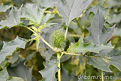 The green fruit of the durman Indian harmless Datura inoxia Mill Stock Photo