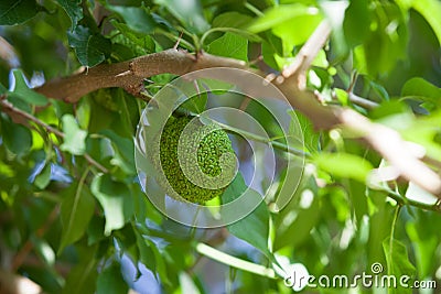 Green fruit of maclura pomifera adam`s apple, osage orange, horse apple grow in wild on tree. Maclura fruit used in folk Stock Photo